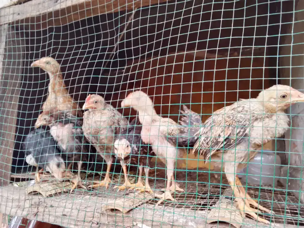 Ayam kampung anakan