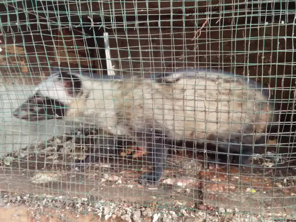 Musang pandan Jantan