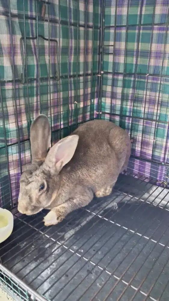 Kelinci Hias Rex ( Classicrabbit_buitenzorg )