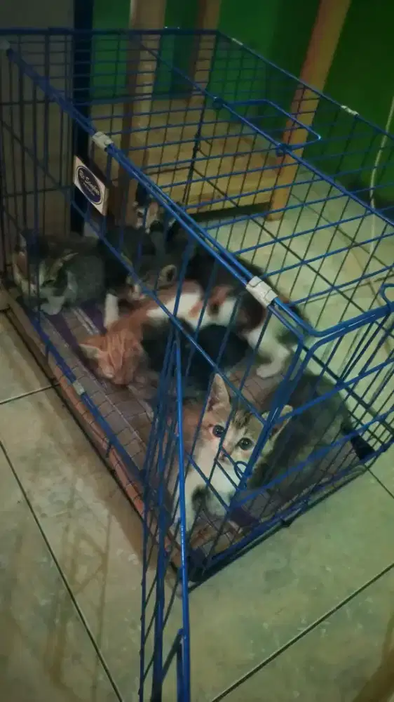 ANAK KUCING HASIL NEMU