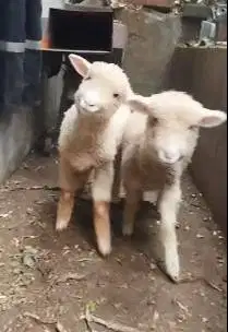 sepasang anakan bibit domba merino 4 bulanan shaun the sheep gemesin
