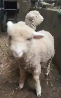 sepasang anakan bibit domba merino 4 bulanan shaun the sheep gemesin