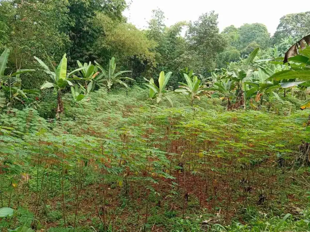 Di jual tanah darat dekat summarecon Bogor
