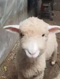 sepasang anakan bibit domba merino 4 bulanan shaun the sheep rawatan