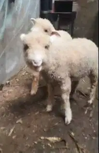 sepasang anakan bibit domba merino 4 bulanan shaun the sheep rawatan