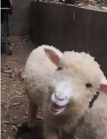 sepasang anakan bibit domba merino 4 bulanan shaun the sheep rawatan