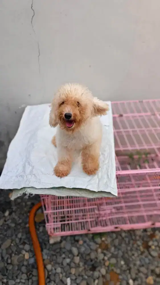 ANJING POODLE PUTIH BETINA