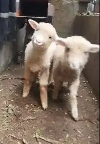 sepasang anakan domba merino 4 bulanan shaun the sheep rawatan kandang