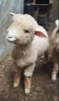 sepasang anakan domba merino 4 bulanan shaun the sheep rawatan kandang