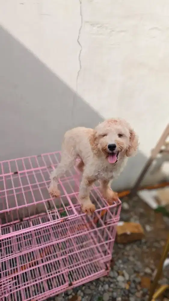 ANJING POODLE PUTIH JANTAN