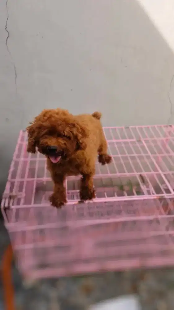 ANJING RED POODLE BETINA