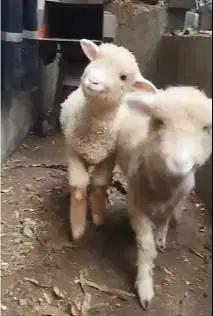 sepasang anakan bibit domba merino 4 bulanan siap ternak budidaya puas