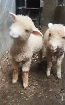 sepasang anakan bibit domba merino 4 bulanan siap ternak budidaya puas