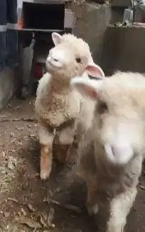 sepasang anakan cempe domba merino 4 bulanan shaun the sheep gemesin