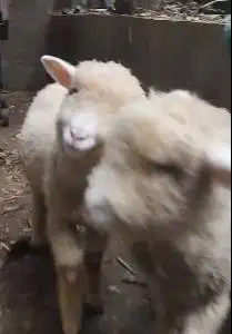 sepasang anakan cempe domba merino 4 bulanan shaun the sheep gemesin