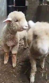 sepasang anakan cempe domba merino 4 bulanan shaun the sheep gemesin