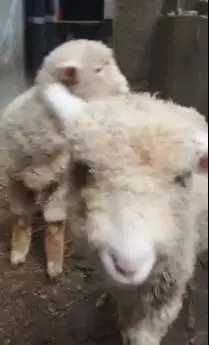 sepasang anakan cempe domba merino 4 bulanan shaun the sheep jamin top