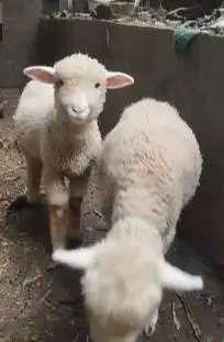 sepasang anakan cempe domba merino 4 bulanan shaun the sheep jamin top