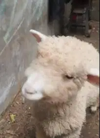 sepasang anakan cempe domba merino 4 bulanan shaun the sheep jamin top