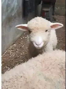 sepasang anakan cempe domba merino 4 bulanan shaun the sheep jamin top