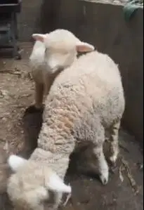 sepasang anakan cempe domba merino 4 bulanan shaun the sheep jamin top