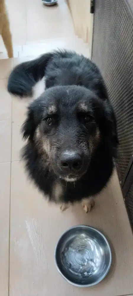 DIJUAL ANAK ANJING GOBERIAN PURE
