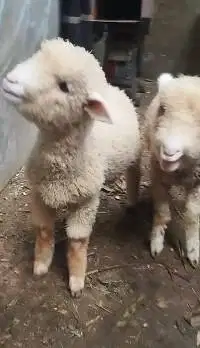 sepasang anakan bibit domba merino 4 bulanan shaun the sheep jinak top