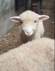 sepasang anakan bibit domba merino 4 bulanan shaun the sheep jinak top