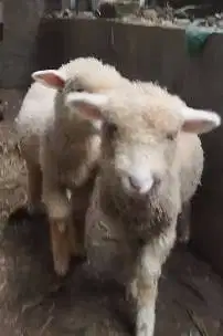 sepasang anakan bibit domba merino 4 bulanan shaun the sheep jinak top