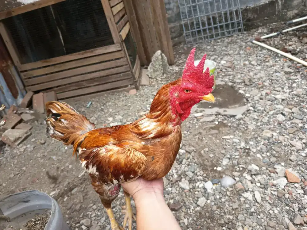 Ayam pama umur 14 bulan