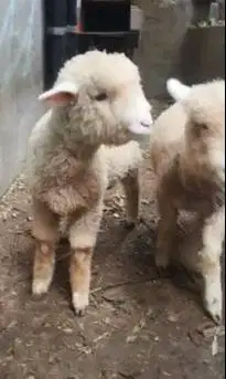 sepasang anakan cempe domba merino 4 bulanan shaun the sheep jinak top