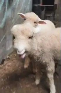 sepasang anakan cempe domba merino 4 bulanan shaun the sheep jinak top