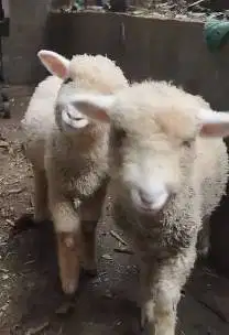 sepasang anakan cempe domba merino 4 bulanan shaun the sheep jinak top