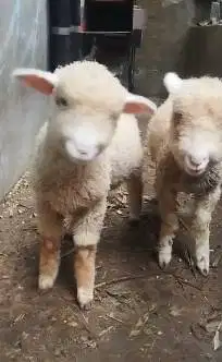 sepasang anakan cempe domba merino super 4 bulanan shaun the sheep top