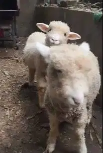sepasang anakan cempe domba merino super 4 bulanan shaun the sheep top