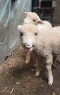 sepasang anakan cempe domba merino super 4 bulanan shaun the sheep top