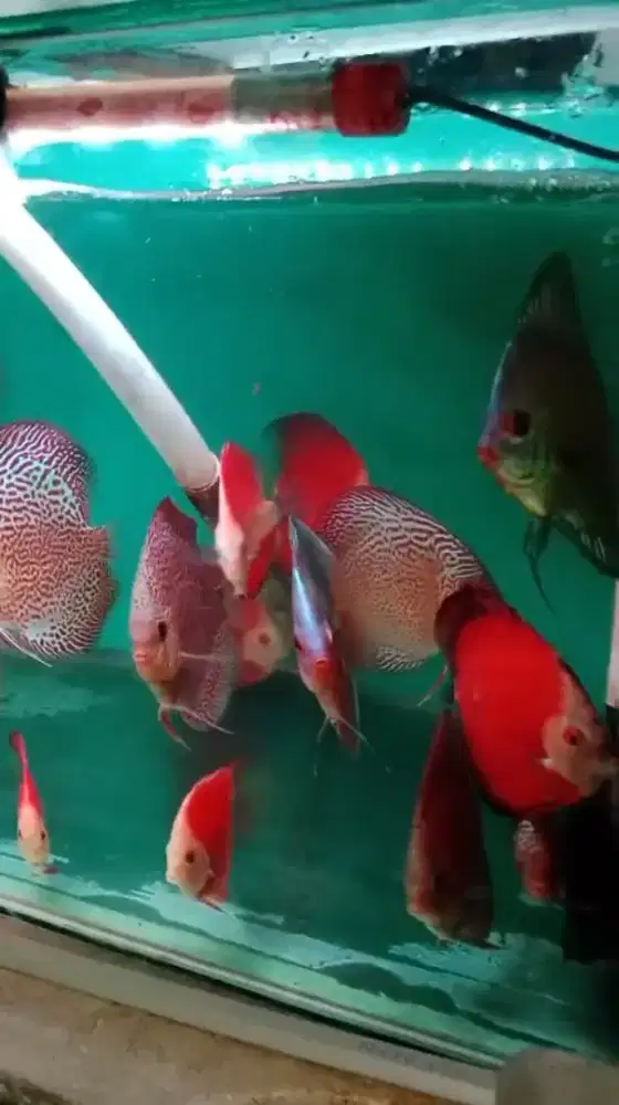 Jual discus besar 4 in up