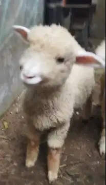 sepasang anakan cempe domba merino 4 bulanan shaun the sheep gemesin