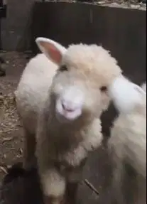 sepasang anakan cempe domba merino 4 bulanan shaun the sheep gemesin