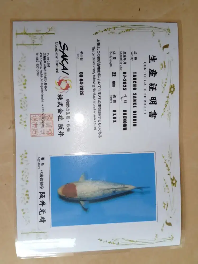 Ikan koi import jenis Tancho Sanke Ginrin 28cm