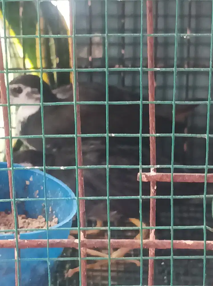 Burung Ruak-ruak..