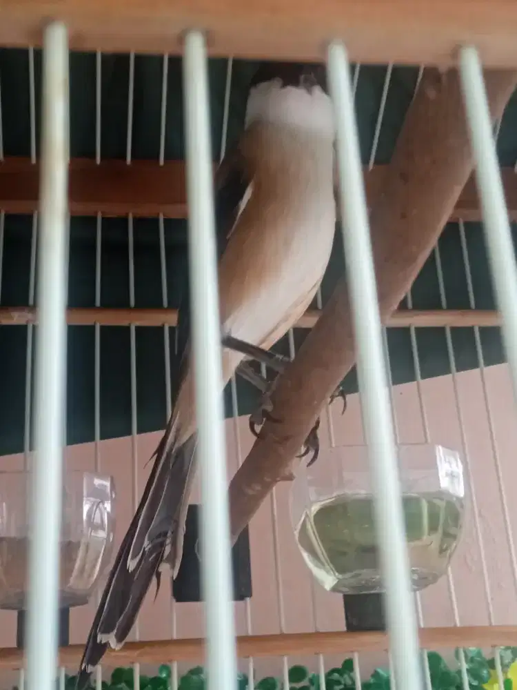 Burung cendet Jawa