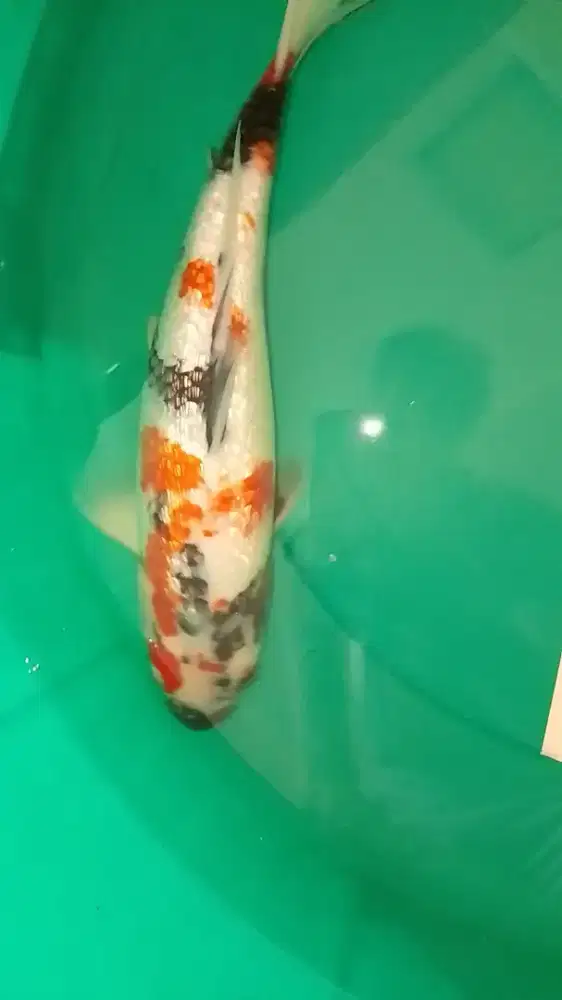 Ikan koi jenis Showa Ginrin 38cm
