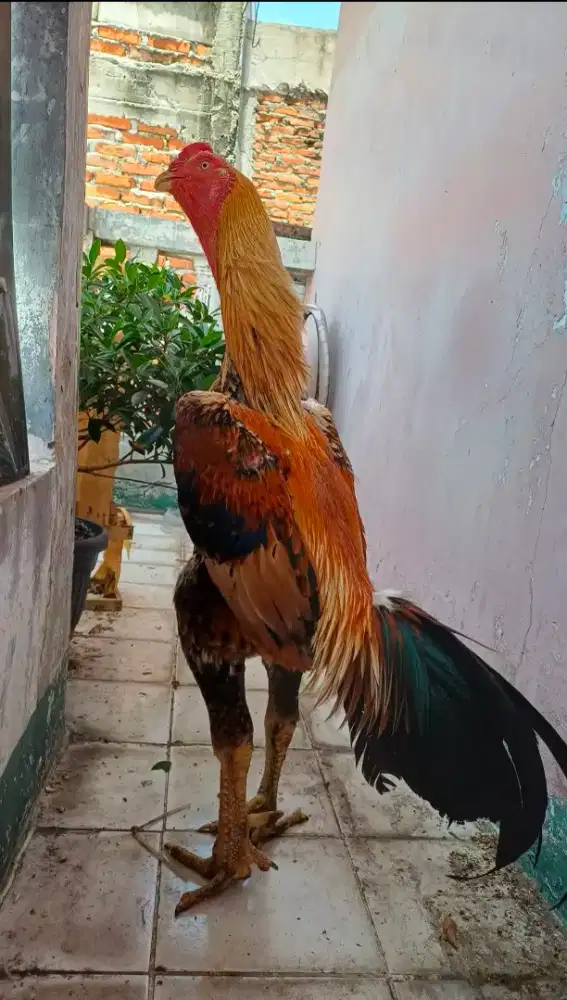 Paket ternak Ayam shamo Eropa
