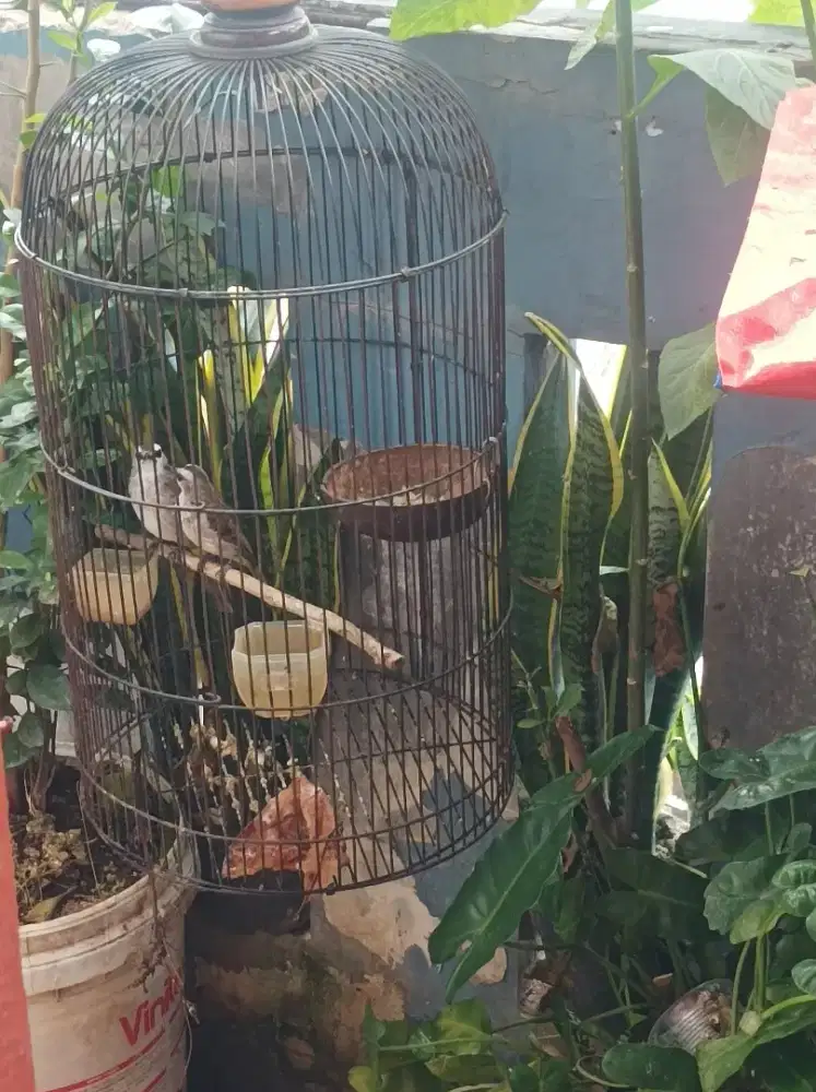 Sepasang trucukan Jatim.
