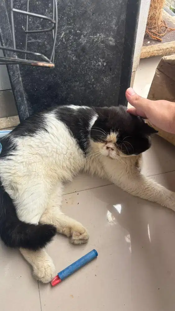 Kucing peaknose, himalaya, persia dan lainnya termasuk kandang