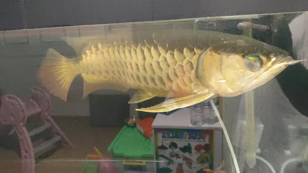 Arwana Golden Red