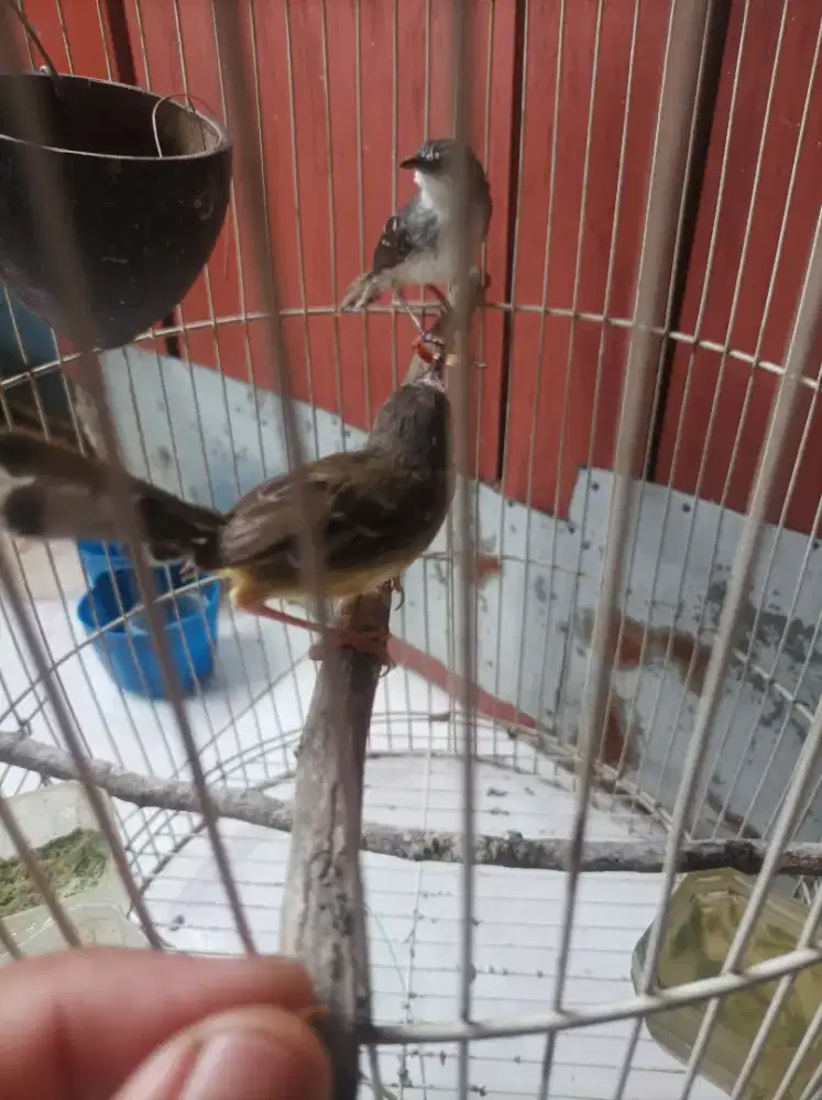 Ciblek sepasang dewasa.