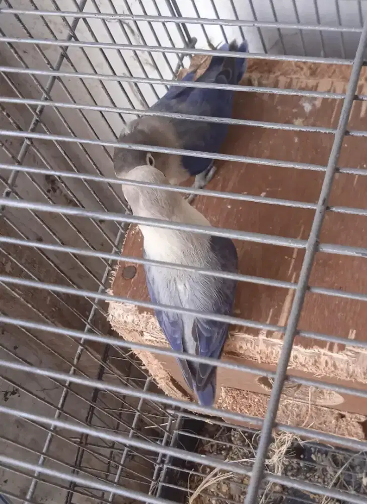 Love birds siap produksi