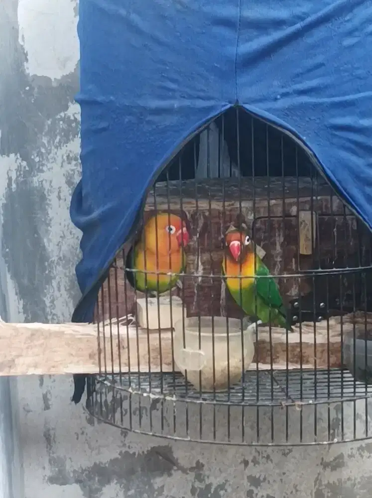 Sepasang lovebird pasjo vs josan.